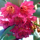 Hong Kong Rose Tree Rhodoleia championii 10 Seeds Hong Kong Rose Tree Rhodoleia championii 10 Seeds