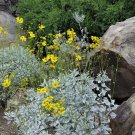 Brittlebush 850 Seeds 1/10 Oz Encelia farinosa Brittlebush 850 Seeds 1/10 Oz Encelia farinosa