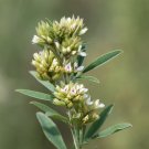 Round-Headed Bush Clover  100 Seeds  Lespedeza capitata