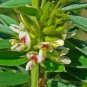 Round-Headed Bush Clover 100 Seeds Lespedeza capitata