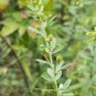Round-Headed Bush Clover 100 Seeds Lespedeza capitata