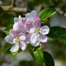 European Crab Apple Malus sylvestris 100 Seeds