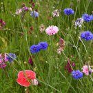 Cornflower Mix  500 Seeds  Centaurea cyanus