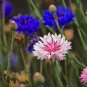 Cornflower Mix  500 Seeds  Centaurea cyanus