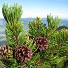 Mugo Pine Mountain Pine Pinus mugo 10 Seeds Mugo Pine Mountain Pine Pinus mugo 10 Seeds
