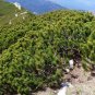 Mugo Pine Mountain Pine Pinus mugo 10 Seeds