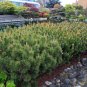 Mugo Pine Mountain Pine Pinus mugo 10 Seeds