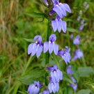 Great Blue Lobelia Lobelia siphilitica 100 Seeds Great Blue Lobelia Lobelia siphilitica 100 Seeds