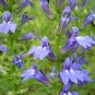 Great Blue Lobelia Lobelia siphilitica 100 Seeds