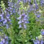 Great Blue Lobelia Lobelia siphilitica 100 Seeds