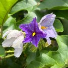 Giant Star Potato Tree Solanum macranthum 20 Seeds