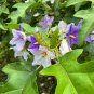 Giant Star Potato Tree Solanum macranthum 20 Seeds