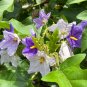 Giant Star Potato Tree Solanum macranthum 20 Seeds
