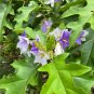 Giant Star Potato Tree Solanum macranthum 20 Seeds