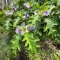 Giant Star Potato Tree Solanum macranthum 20 Seeds