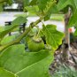 Giant Star Potato Tree Solanum macranthum 20 Seeds