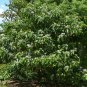 Giant Star Potato Tree Solanum macranthum 20 Seeds