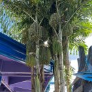 Clustering Fishtail Palm 10 Seeds Caryota mitis Clustering Fishtail Palm 10 Seeds Caryota mitis