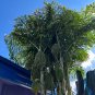 Clustering Fishtail Palm 10 Seeds Caryota mitis