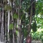 Clustering Fishtail Palm 10 Seeds Caryota mitis
