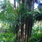 Clustering Fishtail Palm 10 Seeds Caryota mitis