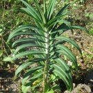 Caper Spurge   Euphorbia lathyris   20 Seeds
