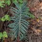 Caper Spurge   Euphorbia lathyris   20 Seeds