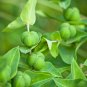 Caper Spurge   Euphorbia lathyris   20 Seeds