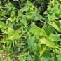 Caper Spurge   Euphorbia lathyris   20 Seeds