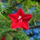 Hummingbird Vine Ipomoea quamoclit 20 Seeds