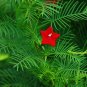 Hummingbird Vine Ipomoea quamoclit 20 Seeds