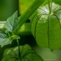Tomatillo Husk Tomato Physalis philadelphica 20 Seeds