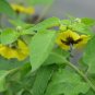 Tomatillo Husk Tomato Physalis philadelphica 20 Seeds