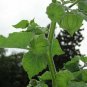 Tomatillo Husk Tomato Physalis philadelphica 20 Seeds
