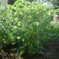 Tomatillo Husk Tomato Physalis philadelphica 20 Seeds