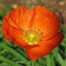 Iceland Poppy 1000 Seeds Papaver nudicaule Iceland Poppy 1000 Seeds Papaver nudicaule