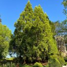 Japanese Cedar Cryptomeria japonica 100 Seeds Japanese Cedar Cryptomeria japonica 100 Seeds