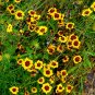 Goldenmane Coreopsis Coreopsis basalis 100 Seeds