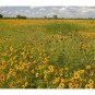 Goldenmane Coreopsis Coreopsis basalis 100 Seeds