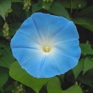 Heavenly Blue Morning Glory Ipomoea tricolor 100 Seeds