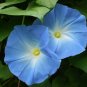 Heavenly Blue Morning Glory Ipomoea tricolor 100 Seeds