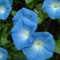 Heavenly Blue Morning Glory Ipomoea tricolor 100 Seeds