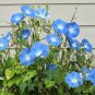 Heavenly Blue Morning Glory Ipomoea tricolor 100 Seeds