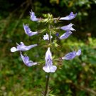 Lyre-Leaved Sage Salvia lyrata 20 Seeds Lyre-Leaved Sage Salvia lyrata 20 Seeds