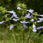 Lyre-Leaved Sage Salvia lyrata 20 Seeds