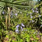 Lyre-Leaved Sage Salvia lyrata 20 Seeds