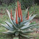 Cape Aloe  100 Seeds  Aloe ferox