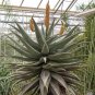 Cape Aloe 100 Seeds Aloe ferox
