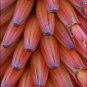Cape Aloe 100 Seeds Aloe ferox