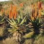 Cape Aloe 100 Seeds Aloe ferox